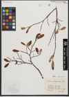 Foto von Salix waldsteiniana Willd.